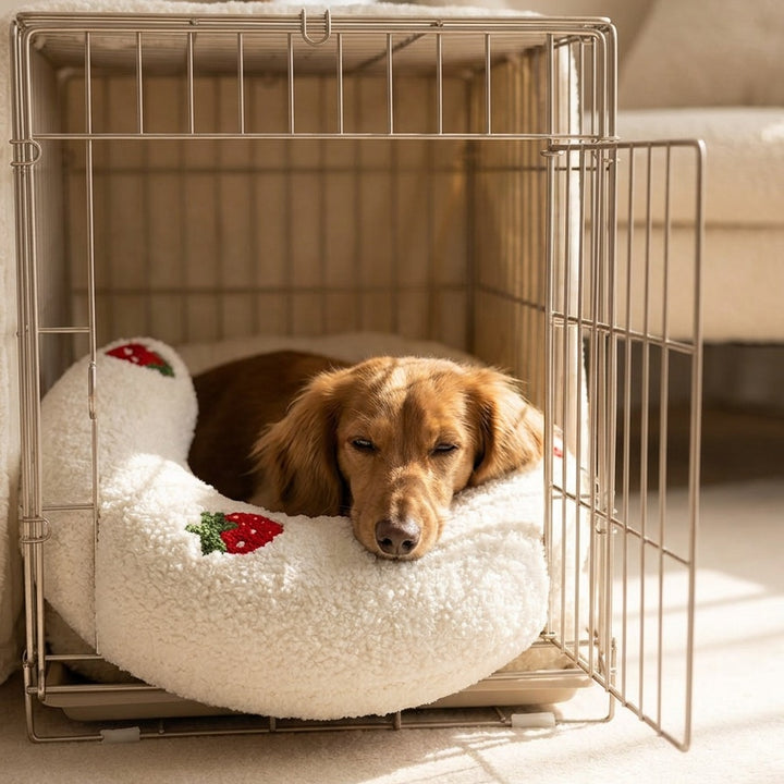 Mini dachshund using PawCalm pillow inside an open crate