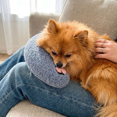 Pomeranian settling into a blue-grey PawCalm pillow on a lap